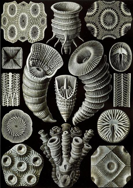 Haeckel Tetracoralla.jpg