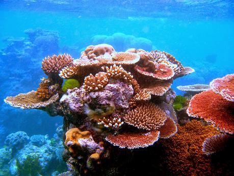 Vida atada a los arrecifes (I)