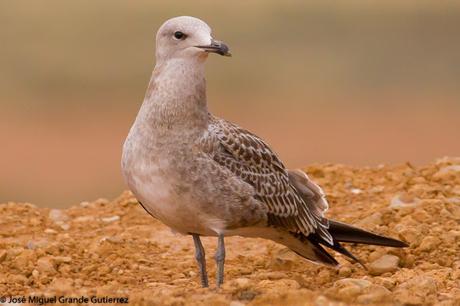 GAVIOTAS EN EL CULEBRETE-NAVARRA-GAVIOTA DE AUDOUIN