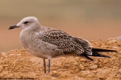 GAVIOTAS EN EL CULEBRETE-NAVARRA-GAVIOTA DE AUDOUIN