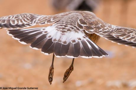 GAVIOTAS EN EL CULEBRETE-NAVARRA-GAVIOTA DE AUDOUIN