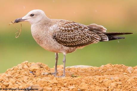 GAVIOTAS EN EL CULEBRETE-NAVARRA-GAVIOTA DE AUDOUIN