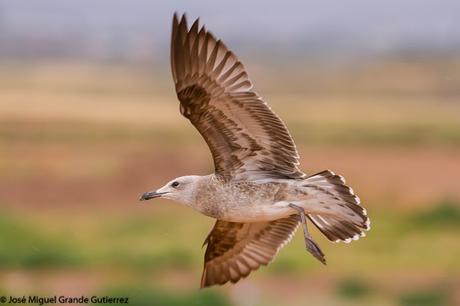 GAVIOTAS EN EL CULEBRETE-NAVARRA-GAVIOTA DE AUDOUIN