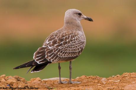 GAVIOTAS EN EL CULEBRETE-NAVARRA-GAVIOTA DE AUDOUIN