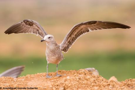 GAVIOTAS EN EL CULEBRETE-NAVARRA-GAVIOTA DE AUDOUIN