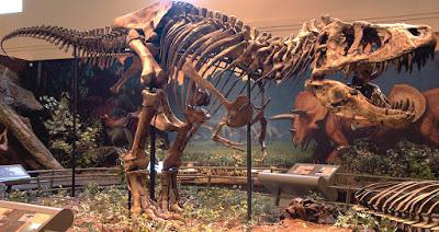 PALEOFICHA: Tyrannosaurus rex PALEOFICHA: Tyrannosaurus rex
