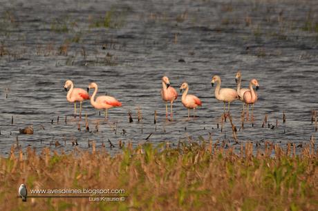 Flamenco austral (Chilean Flamingo) Phoenicopterus chilensis
