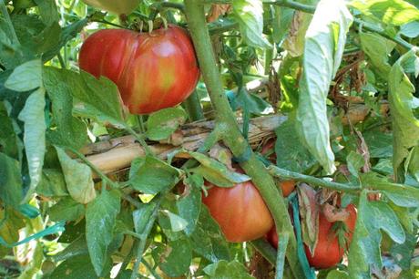 Ensalada de tomates (de verdad) con calamares a la plancha Ensalada de tomates (de verdad) con calamares a la plancha