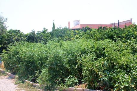 Ensalada de tomates (de verdad) con calamares a la plancha Ensalada de tomates (de verdad) con calamares a la plancha
