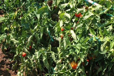 Ensalada de tomates (de verdad) con calamares a la plancha Ensalada de tomates (de verdad) con calamares a la plancha