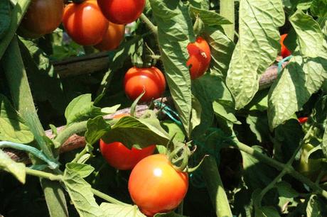 Ensalada de tomates (de verdad) con calamares a la plancha Ensalada de tomates (de verdad) con calamares a la plancha