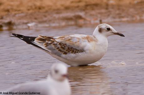 GAVIOTAS EN EL CULEBRETE-NAVARRA-GULLS