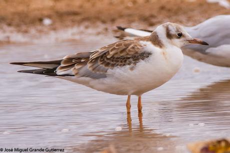 GAVIOTAS EN EL CULEBRETE-NAVARRA-GULLS