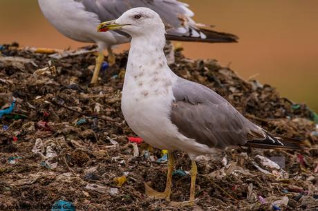 GAVIOTAS EN EL CULEBRETE-NAVARRA-GULLS