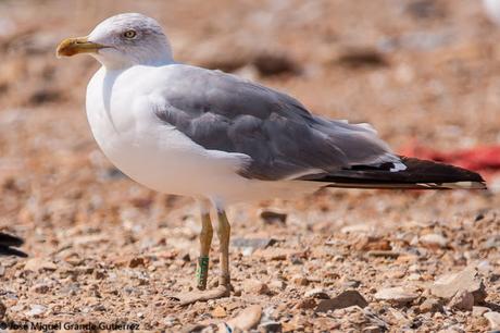 GAVIOTAS EN EL CULEBRETE-NAVARRA-GULLS