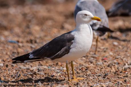 GAVIOTAS EN EL CULEBRETE-NAVARRA-GULLS