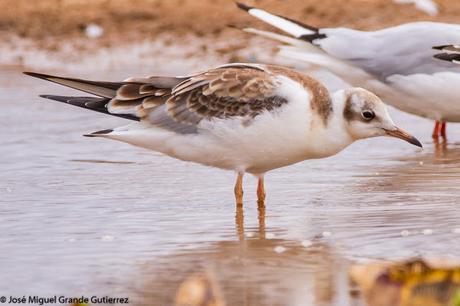 GAVIOTAS EN EL CULEBRETE-NAVARRA-GULLS