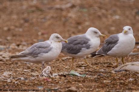 GAVIOTAS EN EL CULEBRETE-NAVARRA-GULLS