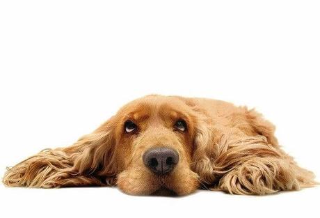 Las 7 enfermedades respiratorias mas comunes en los perros Las 7 enfermedades respiratorias mas comunes en los perros