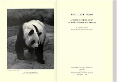 La identidad del panda