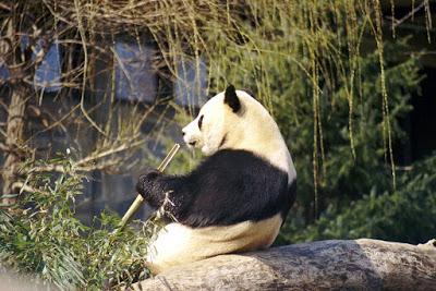 La identidad del panda