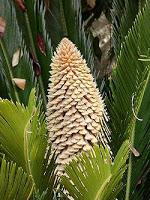 Fuente: https://upload.wikimedia.org/wikipedia/commons/thumb/3/3b/Cycas_inflorescence.jpg/250px-Cycas_inflorescence.jpg La cica, un eslabón perdido en nuestro jardín
