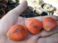 Fuente: http://fotos.infojardin.com/subir-fotos/images/bwy1227960842k.JPG La cica, un eslabón perdido en nuestro jardín