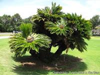 Fuente: http://llifle.com/photos/Cycas_revoluta_20975_l.jpg La cica, un eslabón perdido en nuestro jardín
