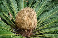 Fuente: http://plantasvillor.es/wp-content/uploads/2013/04/Cyca-revolutaPalmera-del-Sag%C3%BA.jpg La cica, un eslabón perdido en nuestro jardín