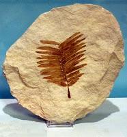 Fuente: http://fosil.com.es/imagenes/Cicadas.jpg La cica, un eslabón perdido en nuestro jardín