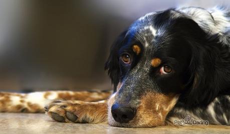 Todo lo que deberias saber sobre la Epilepsia en perros