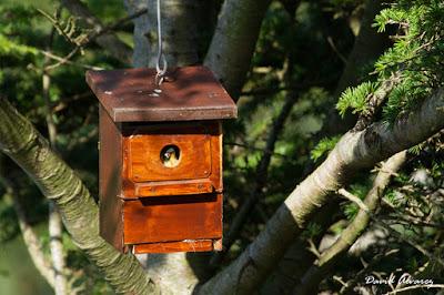 Polladas tardías Polladas tardías