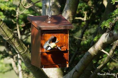 Polladas tardías Polladas tardías