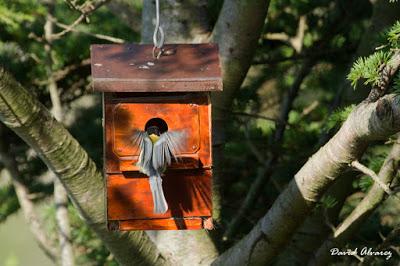 Polladas tardías Polladas tardías
