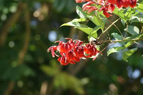 EL GENERALIFE CHICO EL GENERALIFE CHICO