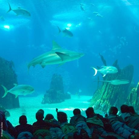 El Oceanario de Lisboa, el mejor del mundo. El Oceanário de Lisboa, situado en el Parque de las Naciones, ha sido reconocido como el mejor acuario del mundo en los premios Traveller's Choice 2015, de TripAdvisor.
