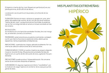 Mis plantitas Extremeñas: Hipérico