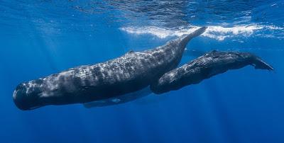 Fuente: http://4.bp.blogspot.com/-wuUC-ckxNPA/UbtTRtQBRxI/AAAAAAAAA5g/fSb1jQJnNNM/s1600/Sperm_whale_pod.jpg La real y truculenta historia que inspiró a Moby Dick