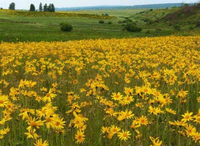 RECETA DE BALSAMO DE ARNICA