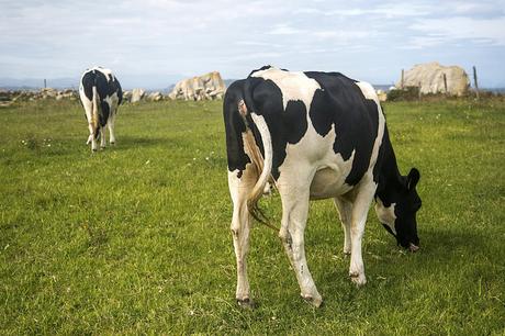 Senda costera: De Cabo Mayor a la Virgen del Mar Senda costera de Santander