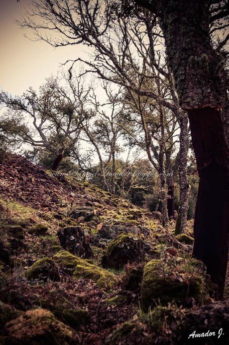 EL CERRO DEL HIERRO (SEVILLA): SENDERO EL REBOLLAR