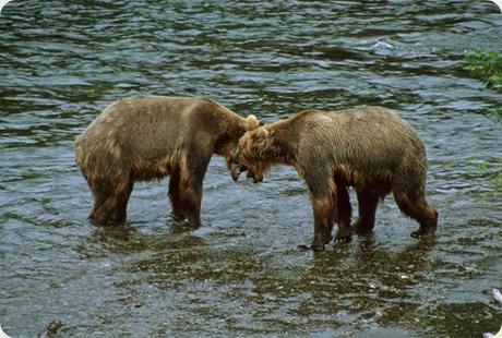 Katmai es una de las mejores áreas, a nivel mundial, para observar osos pardos. Katmai es una de las mejores áreas, a nivel mundial, para observar osos pardos.