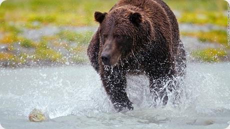 Katmai es una de las mejores áreas, a nivel mundial, para observar osos pardos. Katmai es una de las mejores áreas, a nivel mundial, para observar osos pardos.