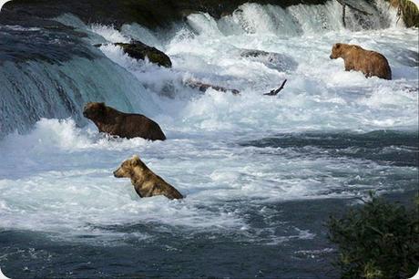 Katmai es una de las mejores áreas, a nivel mundial, para observar osos pardos. Katmai es una de las mejores áreas, a nivel mundial, para observar osos pardos.