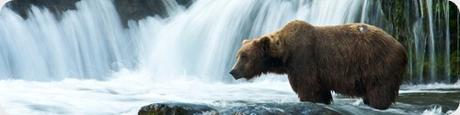 Katmai es una de las mejores áreas, a nivel mundial, para observar osos pardos. Katmai es una de las mejores áreas, a nivel mundial, para observar osos pardos.