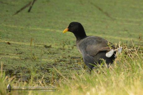 Gallareta escudete rojo (Red-fronted Coot) Fulica rufifrons Gallareta escudete rojo (Red-fronted Coot) Fulica rufifrons