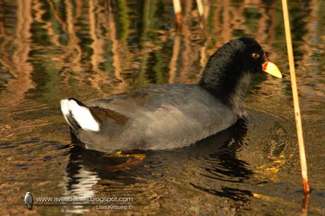 Gallareta escudete rojo (Red-fronted Coot) Fulica rufifrons Gallareta escudete rojo (Red-fronted Coot) Fulica rufifrons
