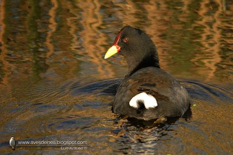 Gallareta escudete rojo (Red-fronted Coot) Fulica rufifrons Gallareta escudete rojo (Red-fronted Coot) Fulica rufifrons