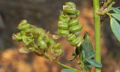 fotos planta alfalfa