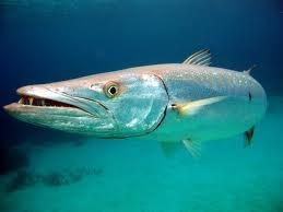 Los 15 peces más peligrosos del mundo.